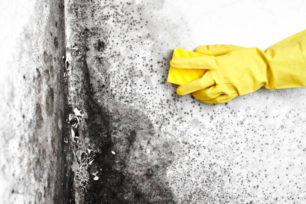 Best Real Estate Mold Inspection  in Mount Olive, IL