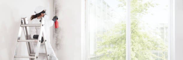 Best Commercial Mold Inspection  in Mount Olive, IL